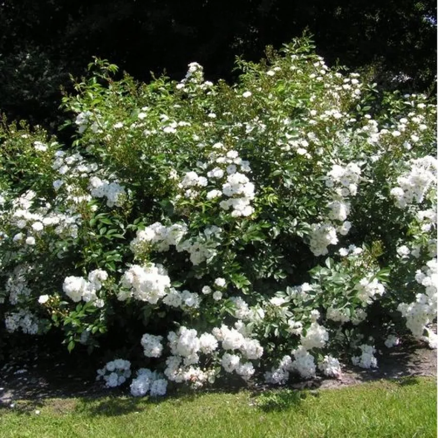 LENalbi - Rosa - Guirlande d'Amour® - Produzione e vendita on line di rose da giardino