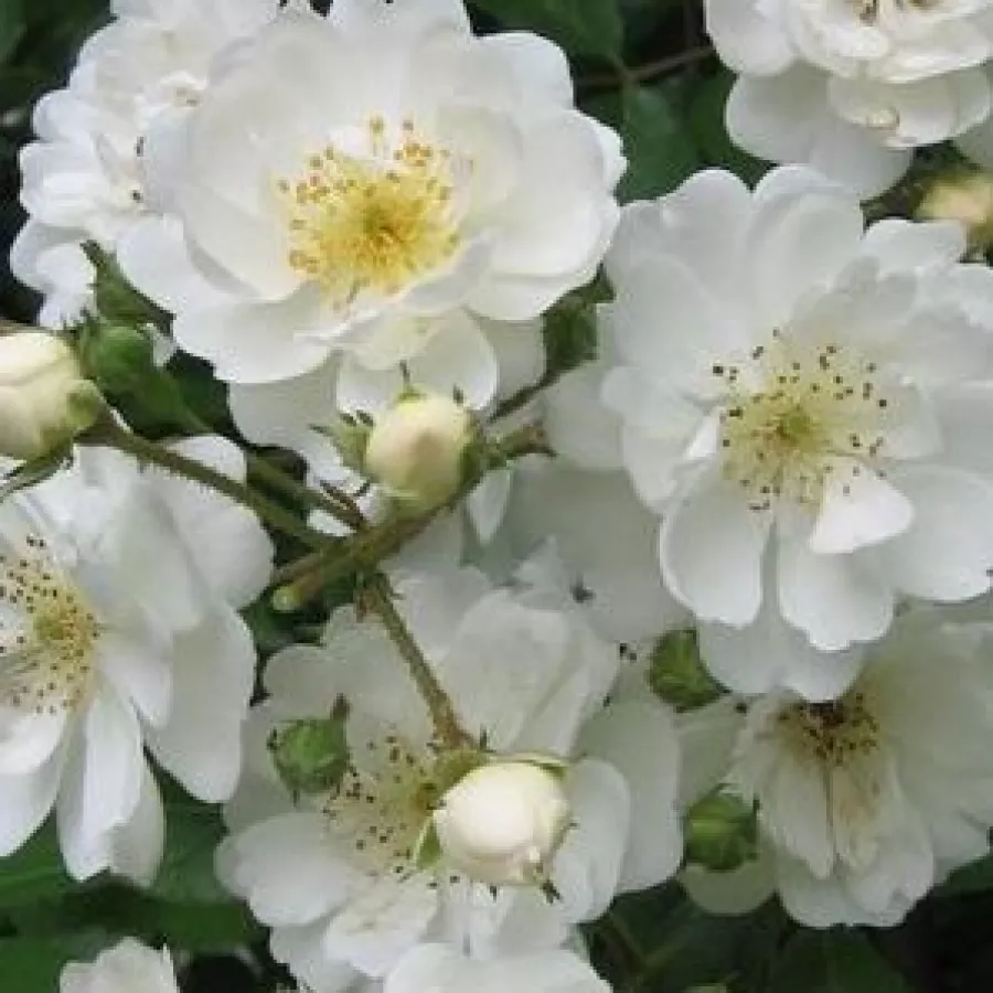 Bílá - Růže - Guirlande d'Amour® - 