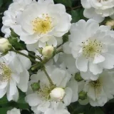 Biely - stromčekové ruže - Rosa Guirlande d'Amour® - intenzívna vôňa ruží - kyslá aróma