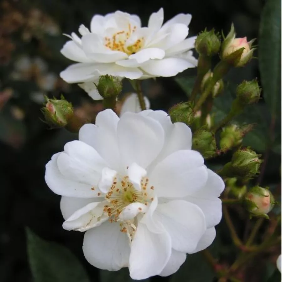 árbol de rosas miniatura - rosal de pie alto - Rosa - Guirlande d'Amour® - rosal de pie alto