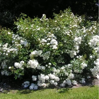 Fehér - apróvirágú - magastörzsű rózsafa - intenzív illatú rózsa - savanyú aromájú