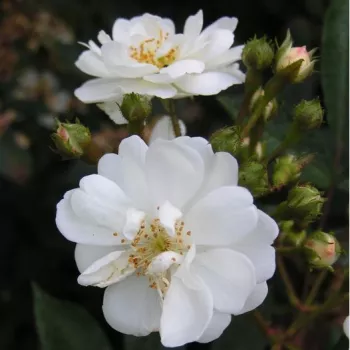 Rosa Guirlande d'Amour® - blanco - Arbusto de rosas o rosas de parque