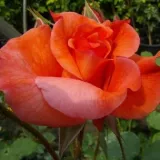 Narancssárga - parkrózsa - Online rózsa vásárlás - Rosa Gypsy Dancer - diszkrét illatú rózsa - édes aromájú