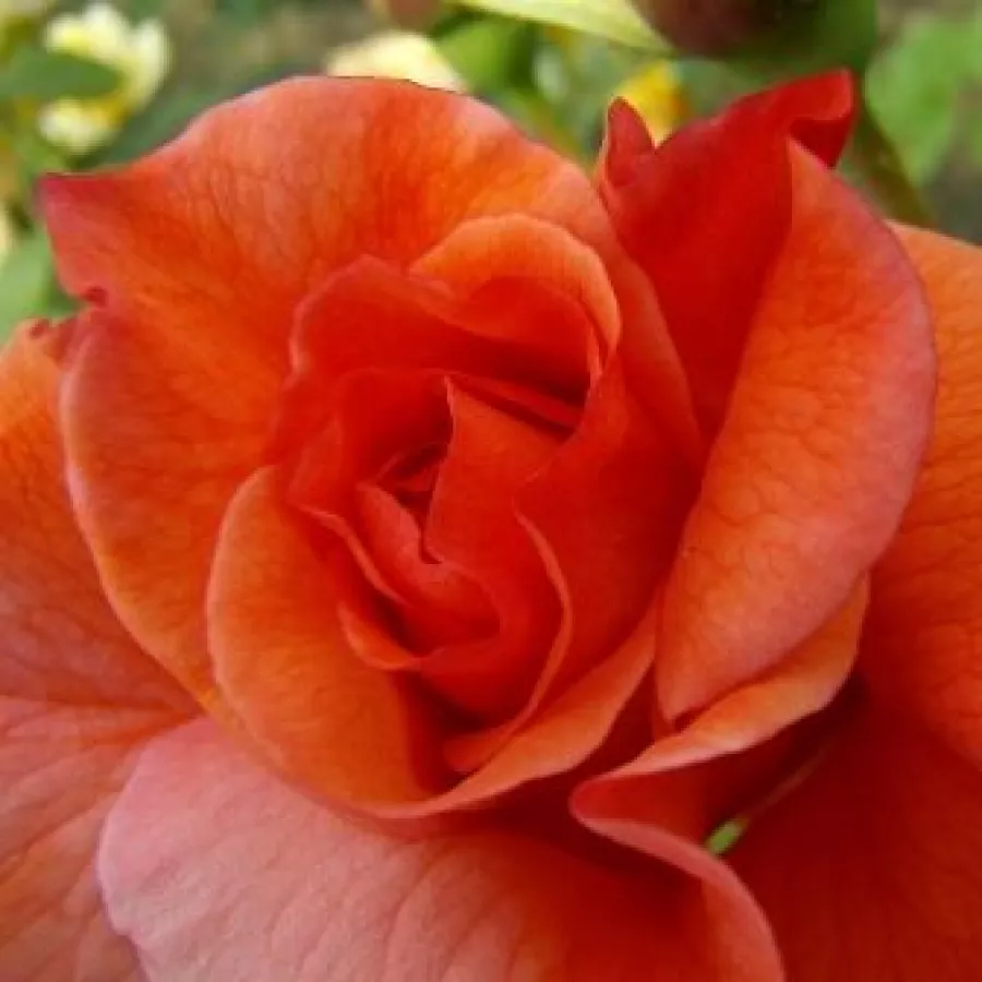 Arancia - Rosa - Gypsy Dancer - Produzione e vendita on line di rose da giardino
