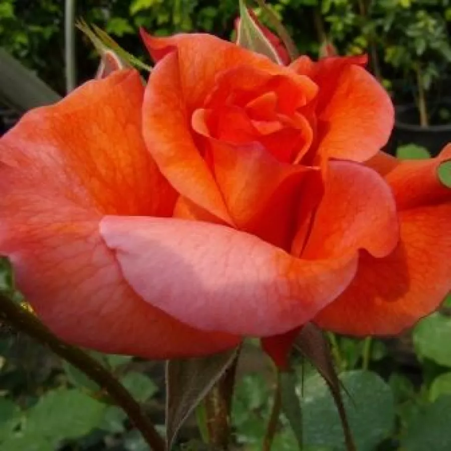 Oranžová - Růže - Gypsy Dancer - 