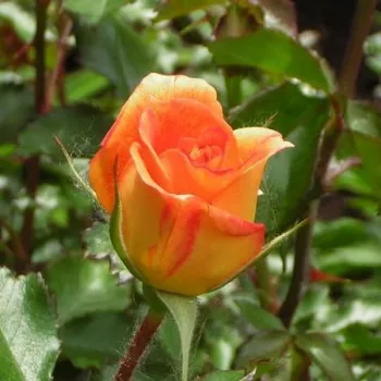 Rosa Gypsy Dancer - oranžová - stromkové růže - Stromkové růže, květy kvetou ve skupinkách