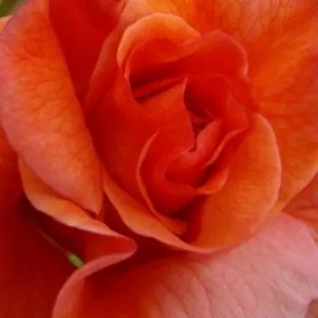 Rózsa kertészet - narancssárga - csokros virágú - magastörzsű rózsafa - Gypsy Dancer - diszkrét illatú rózsa - édes aromájú