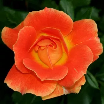 Oranžová - stromkové růže - Stromkové růže, květy kvetou ve skupinkách