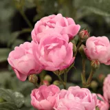 Rózsaszín - virágágyi polianta rózsa - Online rózsa vásárlás - Rosa Hadikfalva - diszkrét illatú rózsa - fahéj aromájú