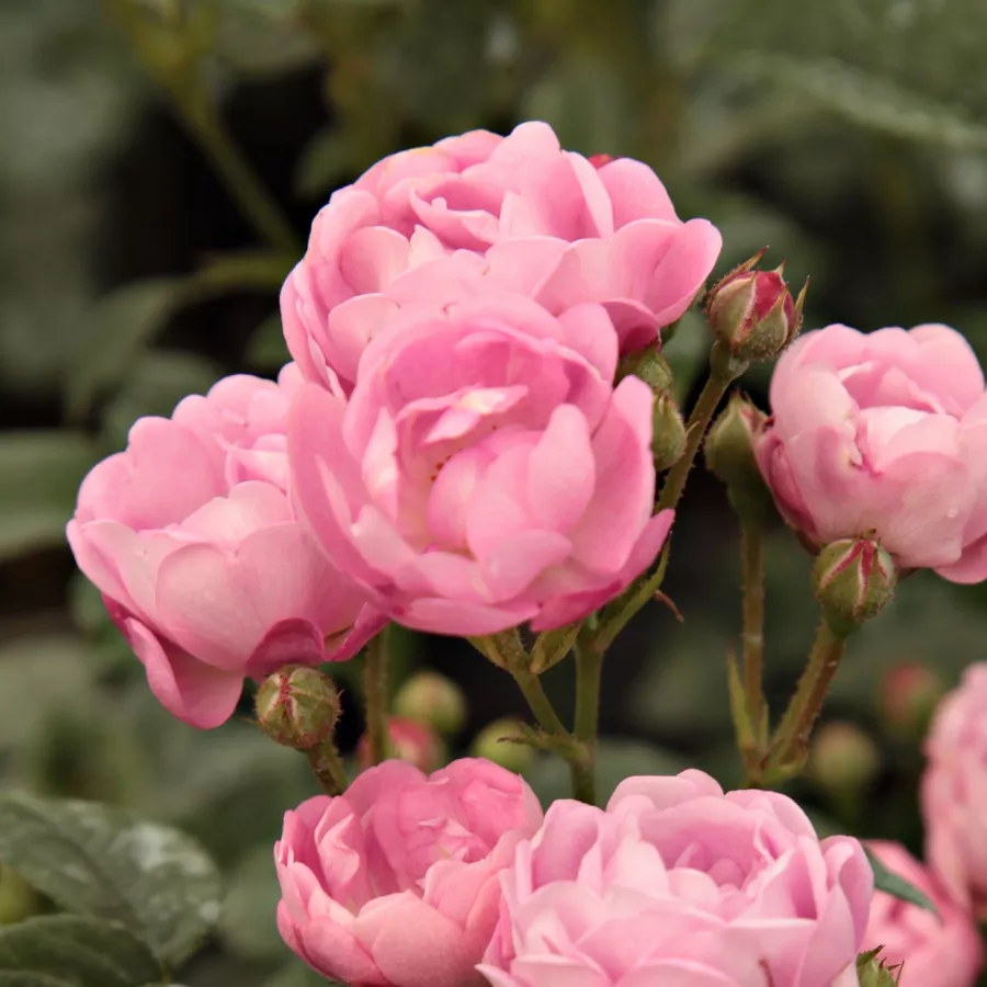 Virágágyi polianta rózsa - Rózsa - Hadikfalva - Online rózsa rendelés