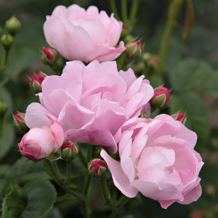 Ružičasta - Ruža - Hadikfalva - Narudžba ruža