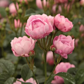 Rosa Hadikfalva - różowy - róże rabatowe polianty