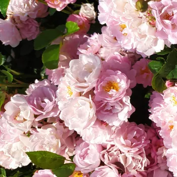 Élénk rózsaszín - virágágyi polianta rózsa - diszkrét illatú rózsa - fahéj aromájú