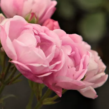 Rózsák webáruháza. - virágágyi polianta rózsa - rózsaszín - diszkrét illatú rózsa - fahéj aromájú - Hadikfalva - (30-50 cm)