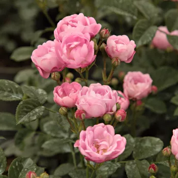 Ružová - záhonová ruža - polyanta   (30-50 cm)