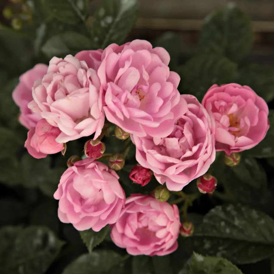 Záhonová ruža - polyanta - Ruža - Hadikfalva - ruže eshop