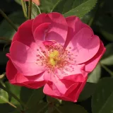 Rózsaszín - parkrózsa - Online rózsa vásárlás - Rosa Angela® - intenzív illatú rózsa - fahéj aromájú