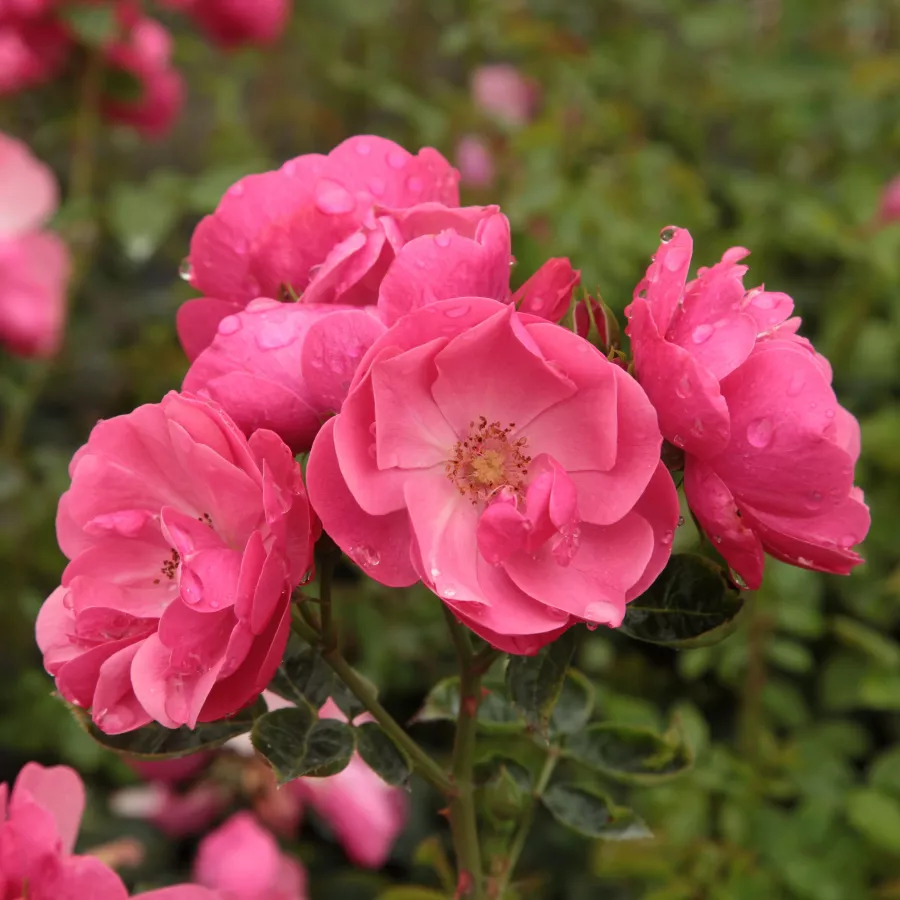 Rózsaszín - Rózsa - Angela® - Online rózsa rendelés