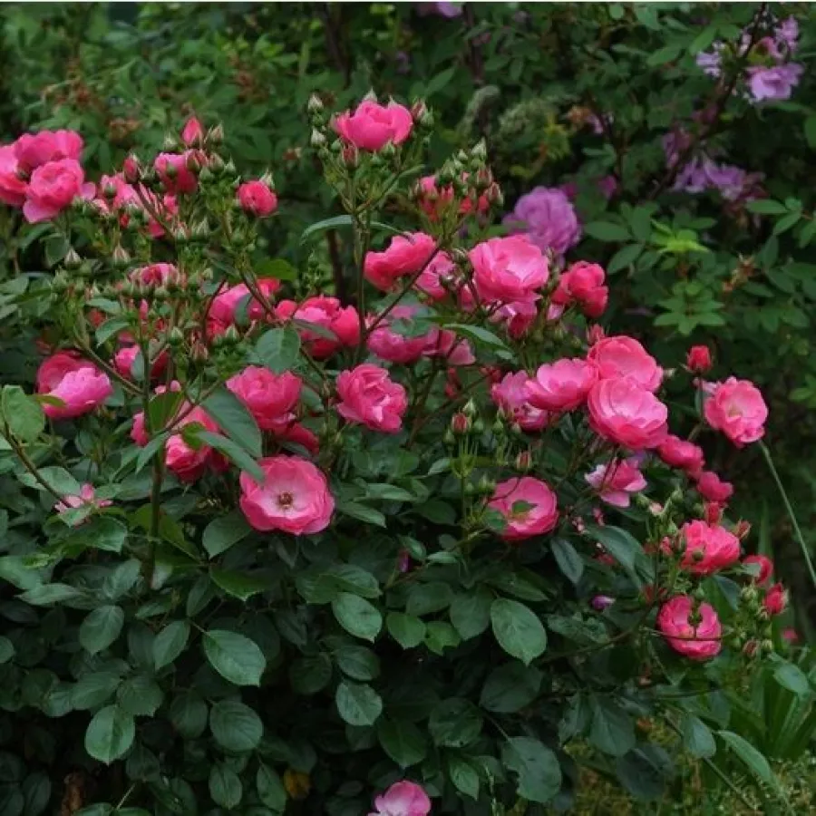 KORday - Rosa - Angela® - Produzione e vendita on line di rose da giardino