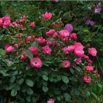 Rózsaszín - parkrózsa - intenzív illatú rózsa - fahéj aromájú