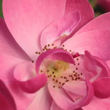 Rosen Shop - park und strauchrosen - rosa - Rosa Angela® - stark duftend - Reimer Kordes - Die tassenförmigen, rosafarbenen Blüten blühen in so großen Mengen, dass in der Mitte des Sommers der niedrige Busch ganz bedeckt ist.