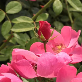Rosa Angela® - roz - trandafiri pomisor - Trandafir copac cu trunchi înalt – cu flori mărunți