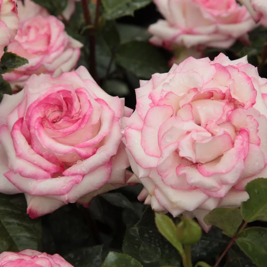 Bianco - rosa - Rosa - Händel - Produzione e vendita on line di rose da giardino