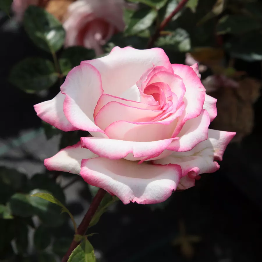 Bílá - růžová - Růže - Händel - 