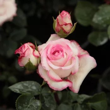 Rosa Händel - alb - roz - trandafiri pomisor - Trandafir copac cu trunchi înalt – cu flori în buchet