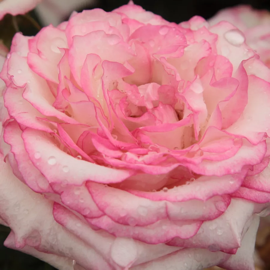 En grupo - Rosa - Händel - rosal de pie alto