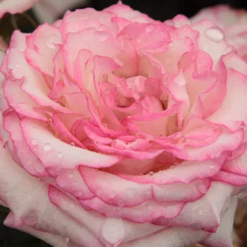 Růže eshop - bílá - růžová - Floribunda - Händel - diskrétní