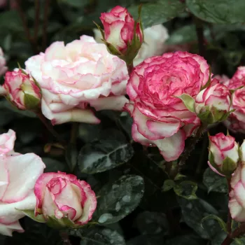 Bílá s růžovým okrajem - stromkové růže - Stromkové růže, květy kvetou ve skupinkách