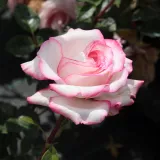 Záhonová ruža - floribunda - biela - ružová - Rosa Händel - mierna vôňa ruží - sladká aróma