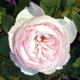 Rózsaszín - virágágyi floribunda rózsa - Online rózsa vásárlás - Rosa Herzogin Christiana® - intenzív illatú rózsa - alma aromájú