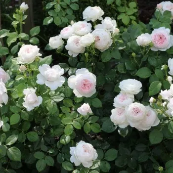 Világos rózsaszín - virágágyi floribunda rózsa - intenzív illatú rózsa - alma aromájú