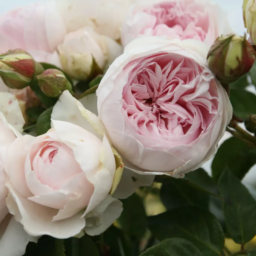 Różowy - Róża - Herzogin Christiana® - Szkółka Róż Rozaria