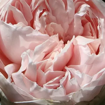 Online rózsa webáruház - virágágyi floribunda rózsa - rózsaszín - intenzív illatú rózsa - alma aromájú - Herzogin Christiana® - (60-70 cm)