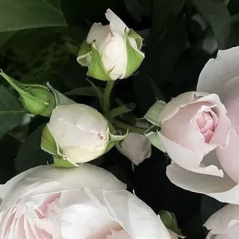 Rosa Herzogin Christiana® - ružičasta - Floribunda ruže