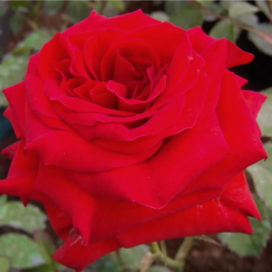 Róże rabatowe grandiflora - floribunda - Róża - Hansestadt Lübeck® - Szkółka Róż Rozaria