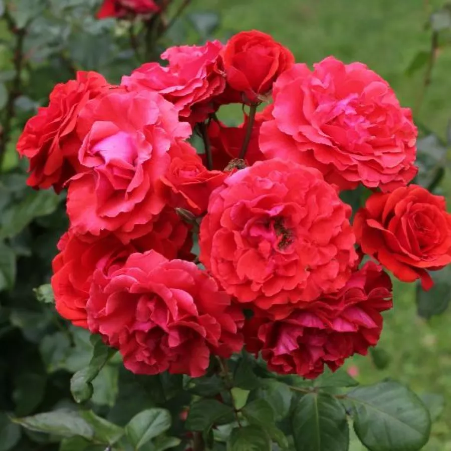 červený - Ruža - Hansestadt Lübeck® - Ruže - online - koupit