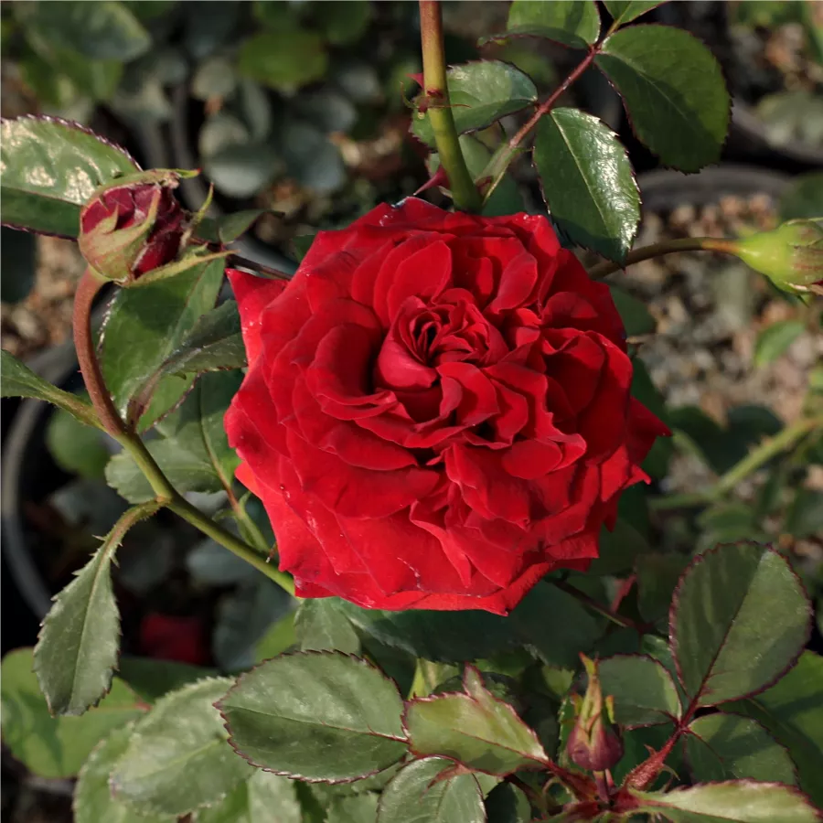 Róża z dyskretnym zapachem - Róża - Hansestadt Lübeck® - Szkółka Róż Rozaria