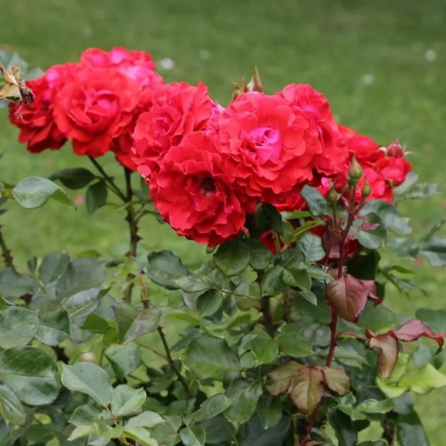 - - Rosa - Hansestadt Lübeck® - Produzione e vendita on line di rose da giardino