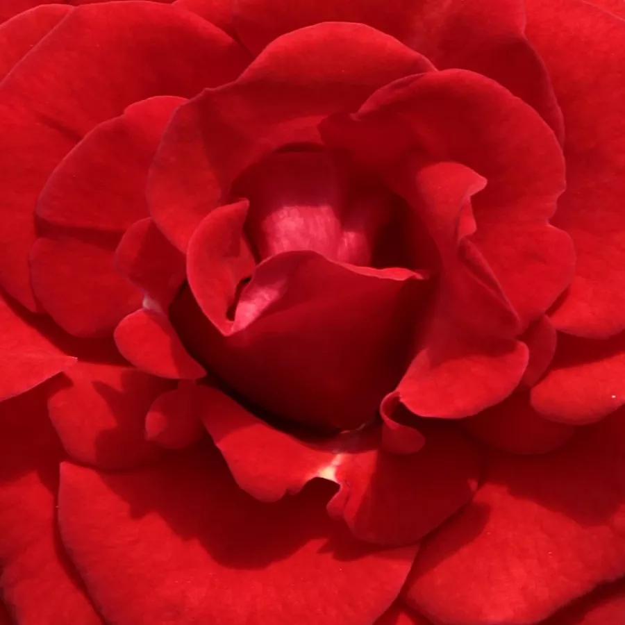 Floribunda - Ruža - Hansestadt Lübeck® - Narudžba ruža