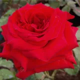 Rojo - rosal de pie alto - árbol de rosas de flores en grupo - rosal de pie alto - Rosa Hansestadt Lübeck® - rosa de fragancia discreta - de almizcle