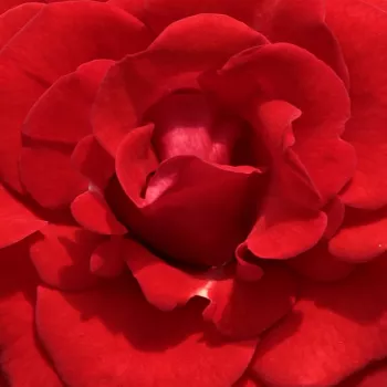 Ruže - eshop  - stromčekové ruže - Stromkové ruže, kvety kvitnú v skupinkách - červený - Hansestadt Lübeck® - mierna vôňa ruží - pižmo