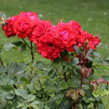 Tumši sarkana - dārza floribundroze - roze ar diskrētu smaržu - ar muskusīgu aromātu