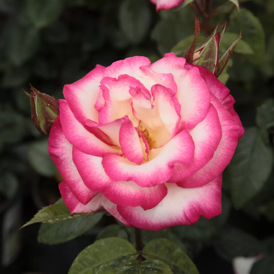 Róża pnąca climber - Róża - Harlekin® - Szkółka Róż Rozaria