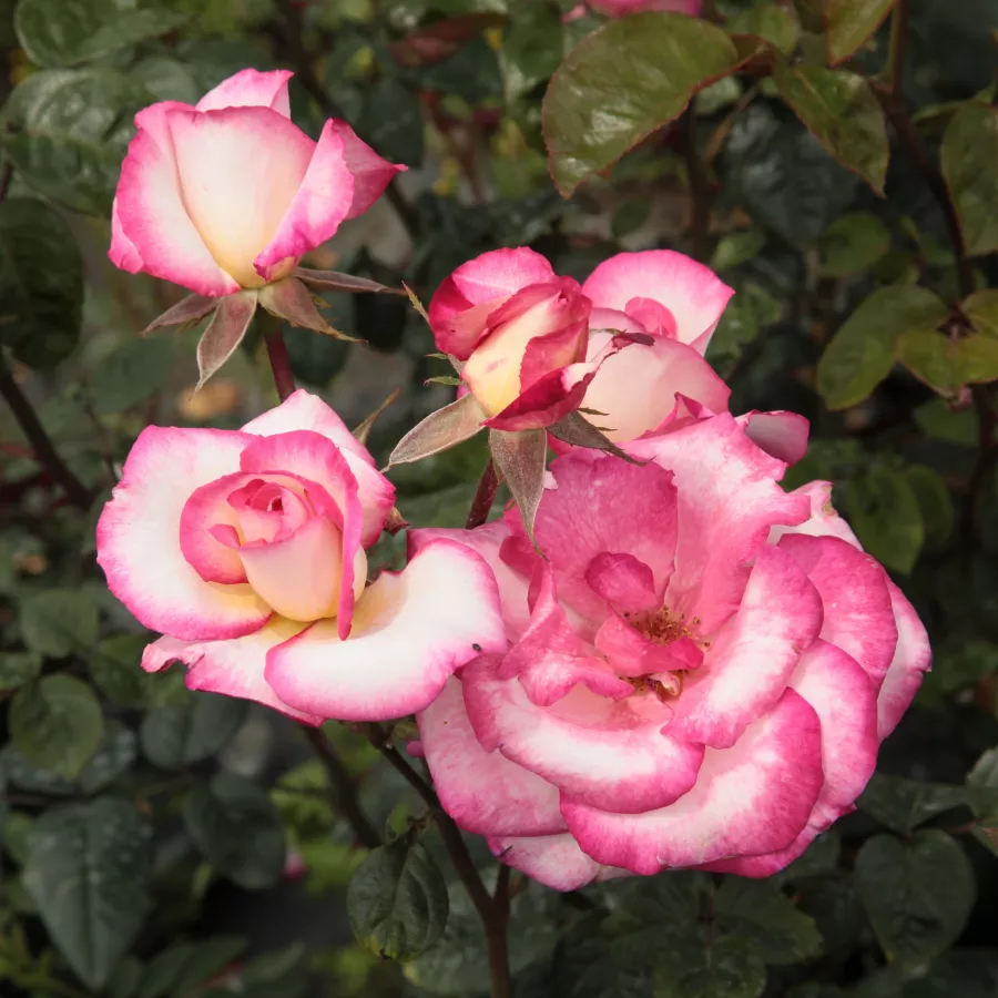 Roz - alb - Trandafiri - Harlekin® - Trandafiri online