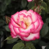 Climber, popínavá ruža - stredne intenzívna vôňa ruží - pižmo - pink - biela - Rosa Harlekin®