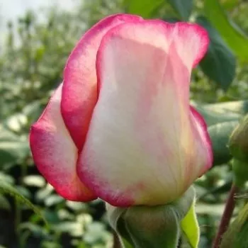 Rosa Harlekin® - roz - alb - Trandafiri climber